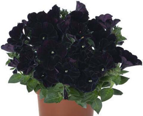 32514 Петуния SWEETUNIA BLACK COWBOY - горшок 0,5л(P9)
