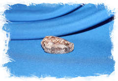 Раковина Конус стеркусмускарум  (Conus stercusmuscarum)