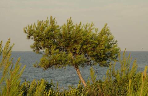 Семена сосна Аллепская pinus halepensis