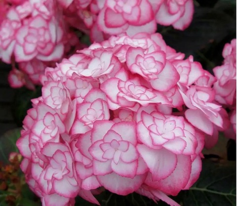 3х летняя Гортензия (горшок 10 литров) крупнолистовая МИСС САОРИ (Hydrangea macrophylla 