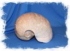 Мело цимбиум пепо (Cymbium pepo), 15см, 1шт