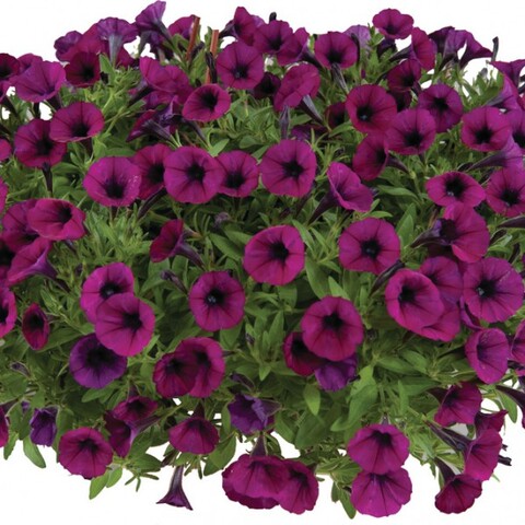 32523 Петуния VIVINI BURGUNDY