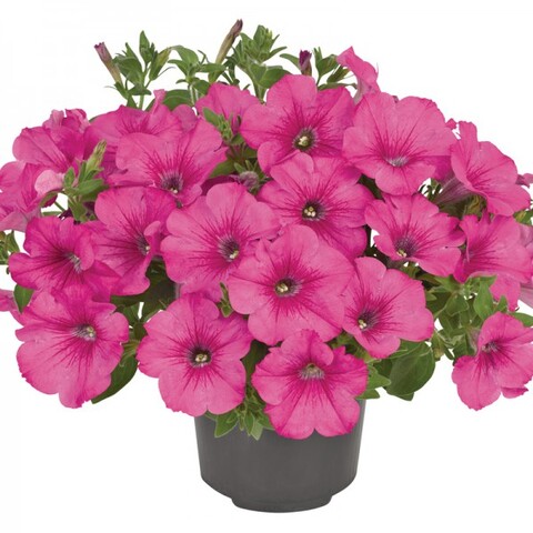 32516 Петуния FANFARE HOT ROSE - горшок 0,5л(P9)