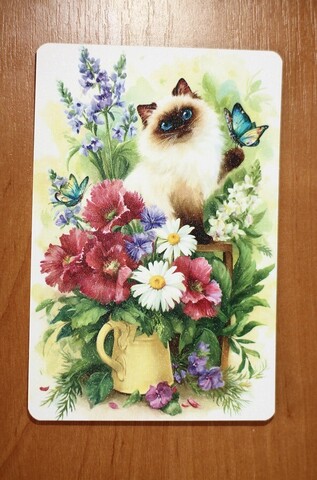 Котик и цветы