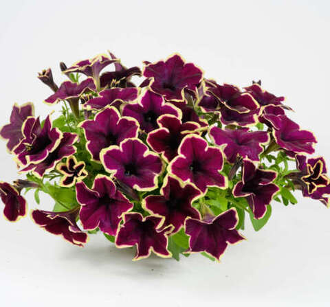 32544 Петуния CASCADIAS RIMERLOT - горшок 0,5л(P9)