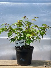 Teofrast Клен дланевидный acer palmatum katsura