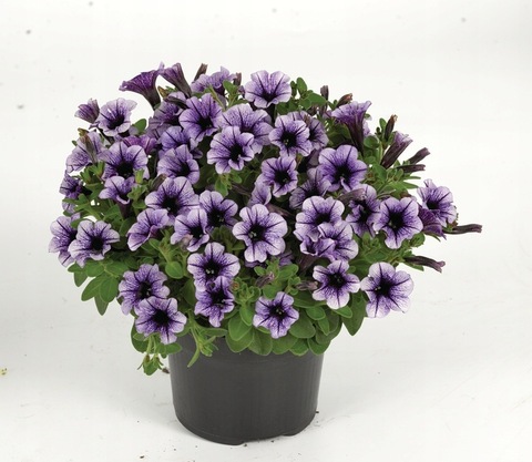 32524 Петуния VIVINI PURPLE VEIN - горшок 0,5л(P9)
