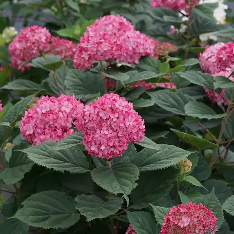 Гортензия древовидная РУБИ АНАБЕЛЬ (Hydrangea arborescens 