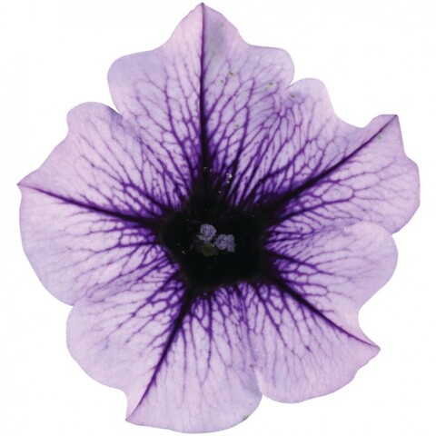 32526 Петуния VIVINI VIOLET VEIN