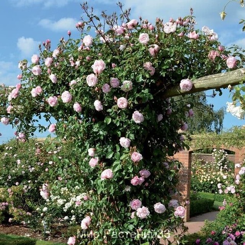 Дженерос Гарденер(Generous Gardener)