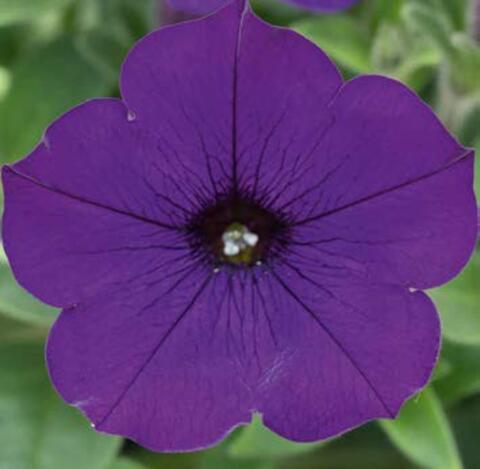 32537 Петуния FORTADO DEEP BLUE - горшок 0,5л(P9)