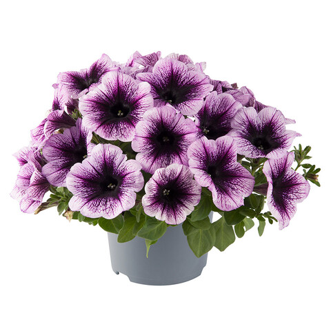 32545 Петуния GO!TUNIA VIOLET VEIN - горшок 0,5л(P9)