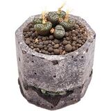 Суккулент Конофитум EnjoyPlants 698579