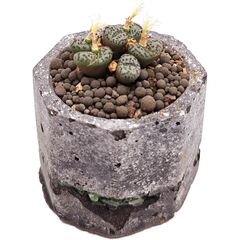 Суккулент Конофитум EnjoyPlants 698579