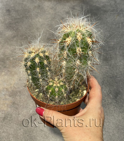 Ореоцереус Тролли