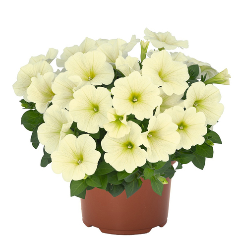 32317 Петуния SWEETUNIA POPCORN  (ОСЕНЬ 2025)