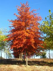 Семена Дуб Болотный quercus palustris