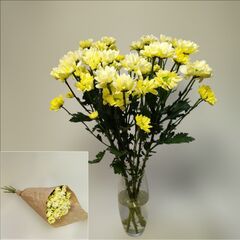Охапка 5 кремовых кустовых хризантем