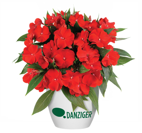 1194 Бальзамин НГ HARMONY BOLD RED
