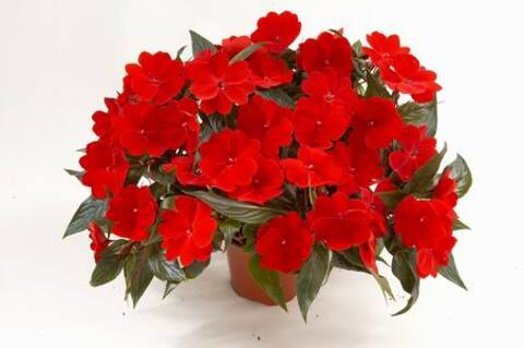 1196 Бальзамин НГ HARMONY DEEP RED