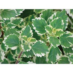 6501 Плектрантус Variegata (Весна 2026)