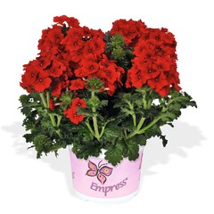 1581 Вербена Empress Flair Red (Весна 2026)