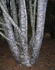 Сосна Бунге pinus bungeana