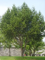Сосна Бунге pinus bungeana