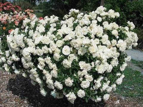 Бланк Мейяндекор(Blanc Meillandecor)