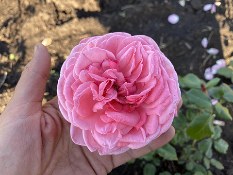 Роза Prairie Joy (Прайри Джой)
