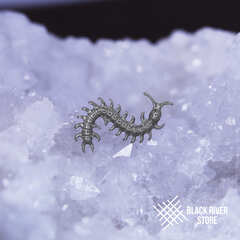 Scolopendra