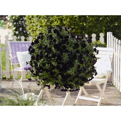 32108 Петуния SWEETUNIA BLACK SATIN (ОСЕНЬ 2025)