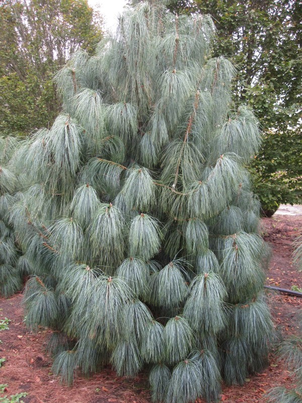 Семена Сосна гималайская Pinus wallichiana