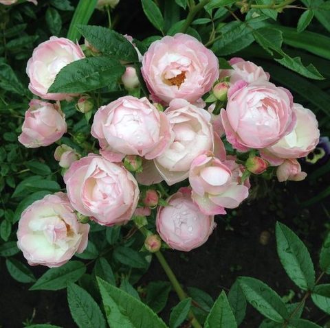 Пинк Мосдаг (Pink Morsdag)
