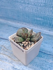 Adromischus Cooperi (Адромискус)