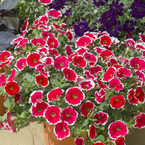 32507 Петуния DESIGNER Spinwheel Scarlet (Весна 2026)