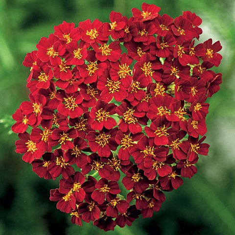 37135 Тысячелистник DESERT EVE Red (Весна 2026)