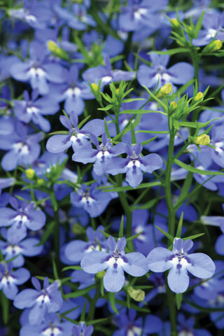 2350 Лобелия HOT Waterblue (Весна 2026)