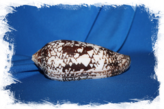 Конус ауликус (Conus aulicus) (скол на губе)