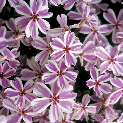 37124 Флокс Candy Stripe (Весна 2026)