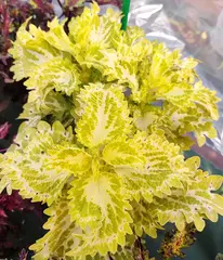 Lemonade ES колеус