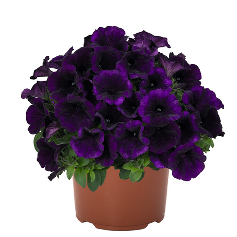 32318 Петуния SWEETUNIA LILAC BLUE  (ОСЕНЬ 2025)