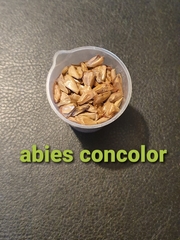 Teofrast Пихта одноцветная Abies concolor