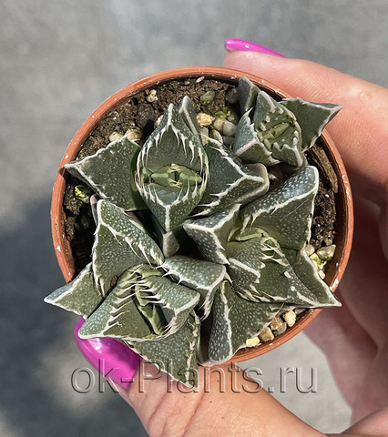 Фаукария Тигрина