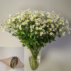 Охапка полевых ромашек