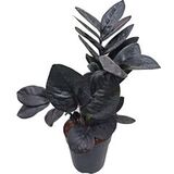 Замиокулькас Равен (Zamioculcas Raven) D12 H55