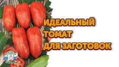 Семена Томат Каспар полосатый F1