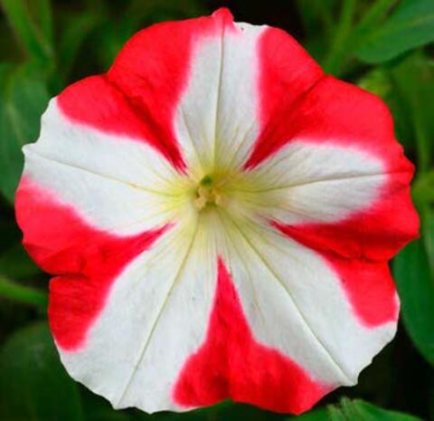 32550 Петуния PATIA RED STAR - горшок 0,5л(P9)