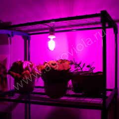 ECOTEC Фитолампа для растений филаментная, 360°, А60, 8 Вт
