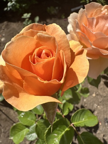 Гарден Глори(Garden Glory)